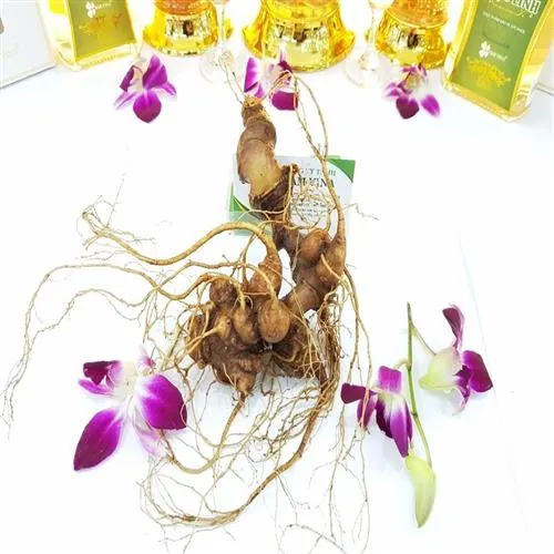 Sâm Ngọc Linh Củ Tươi
